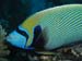 emperorangelfish.jpg